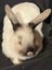 Minilop Rabbits Tauranga Carousel 4