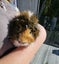 Guinea Pig - One Year Old Male Carousel 3