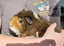 Guinea Pig - One Year Old Male Carousel 4