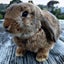 Rabbit - Attractive and Healthy Carousel 1