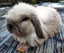 Baby Rabbits - Cute & Attractive Carousel 2