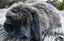 Baby Rabbits - Cute & Attractive Carousel 4