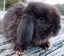 Baby Rabbits - Cute & Attractive Carousel 5