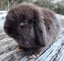 Baby Rabbits - Cute & Attractive Carousel 6