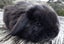 Baby Rabbits - Cute & Attractive Carousel 7
