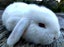 Baby Rabbits - Cute & Attractive Carousel 9