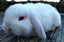Baby Rabbits - Cute & Attractive Carousel 10