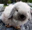 Baby Rabbits - Cute & Attractive Carousel 1