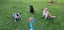 Female 6yr old GSH Pointer x Labrador Carousel 3