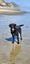 Female 6yr old GSH Pointer x Labrador Carousel 1