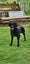 Female 6yr old GSH Pointer x Labrador Carousel 6