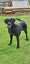 Female 6yr old GSH Pointer x Labrador Carousel 7