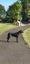 Female 6yr old GSH Pointer x Labrador Carousel 9