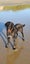 Female 6yr old GSH Pointer x Labrador Carousel 11