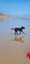 Female 6yr old GSH Pointer x Labrador Carousel 13
