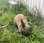 Mini Lop Bunny Carousel 2