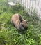 Mini Lop Bunny Carousel 3