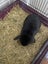 Purebred minilops 1 boy 1 girl Carousel 9