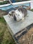 Purebred minilops 1 boy 1 girl Carousel 10