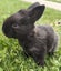 RABBITS Carousel 2