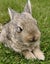 RABBITS Carousel 3