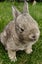 RABBITS Carousel 5