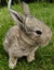 RABBITS Carousel 6