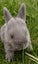 RABBITS Carousel 7