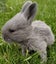 RABBITS Carousel 8