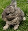 RABBITS Carousel 10