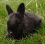 RABBITS Carousel 11