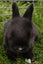RABBITS Carousel 12