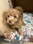 Special puppy Carousel 1
