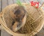 Flemish Giant x Standard Rex Baby Bunnies Carousel 3