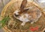 Flemish Giant x Standard Rex Baby Bunnies Carousel 5
