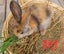 Flemish Giant x Standard Rex Baby Bunnies Carousel 1