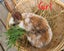 Flemish Giant x Standard Rex Baby Bunnies Carousel 6