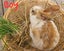 Flemish Giant x Standard Rex Baby Bunnies Carousel 7