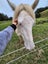 Perlino Stallion Stationbred Horse Carousel 5