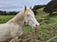 Perlino Stallion Stationbred Horse Carousel 3