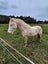 Perlino Stallion Stationbred Horse Carousel 6