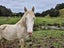 Perlino Stallion Stationbred Horse Carousel 4