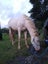 Perlino Stallion Stationbred Horse Carousel 8