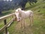 Perlino Stallion Stationbred Horse Carousel 7