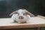 very cute Pure Bred mini Lops Carousel 2