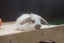 very cute Pure Bred mini Lops Carousel 3