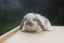very cute Pure Bred mini Lops Carousel 6