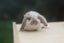 very cute Pure Bred mini Lops Carousel 7