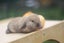 very cute Pure Bred mini Lops Carousel 4