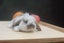 very cute Pure Bred mini Lops Carousel 10